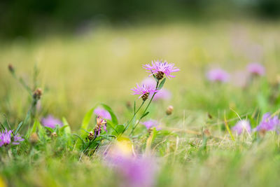 Close-up of pink crocus flowers on field