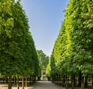 Footpath amidst trees against clear sky