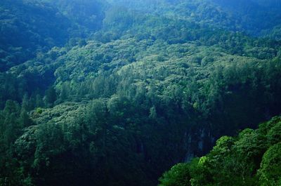 High angle view of pine trees in forest