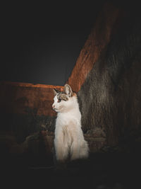 Portrait of cat against black background
