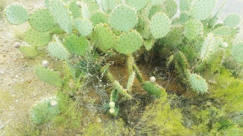 Full frame shot of succulent plant on field