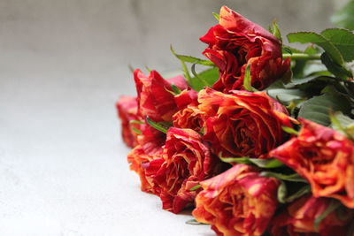 Close-up of red roses