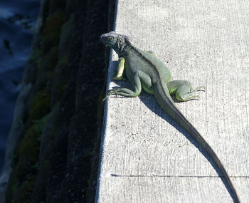 Close-up of lizard