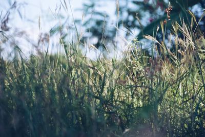 Close-up of fresh plants on field