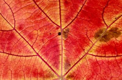 Full frame shot of red leaf