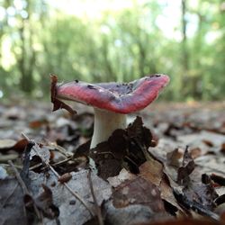 Close-up of mushroom growing on land