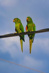 Low angle view of parrot perching on leaf against sky