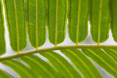 Close-up of palm leaves