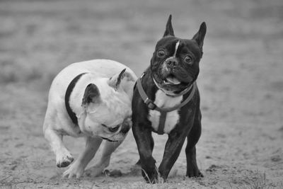 Two dogs playing