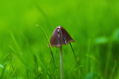 Close-up of butterfly on leaf