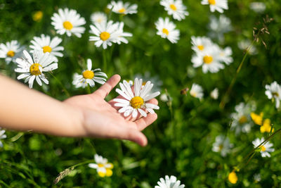 Close up of a boy hand picked up chamomile flowers