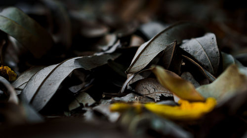 Close-up of fallen leaves on field during autumn