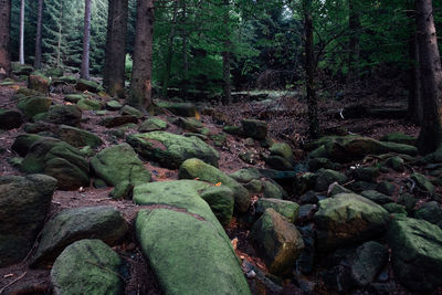 Moss growing on rocks in forest