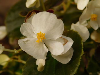 Close-up of white flower