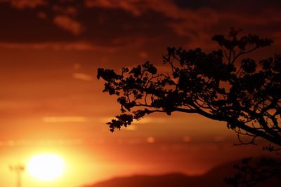 Silhouette tree against dramatic sky during sunset