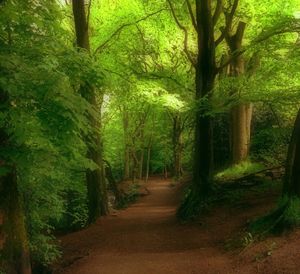 Footpath passing through forest