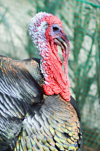 Close-up of turkey