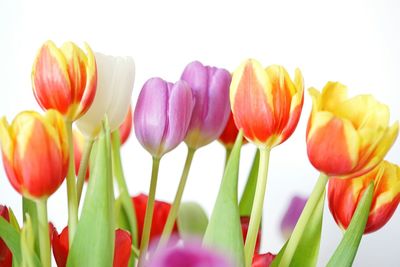 Close-up of tulips against white background