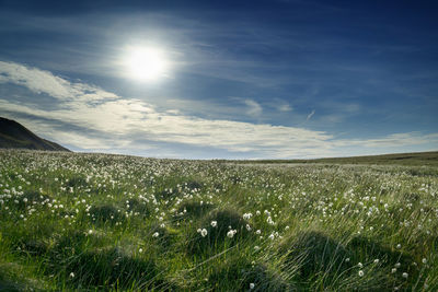 Scenic view of field against bright sun