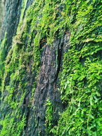 Full frame shot of tree trunk