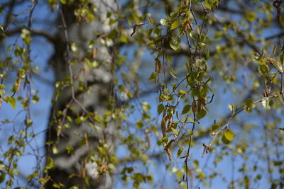 Close-up of flowering plant
