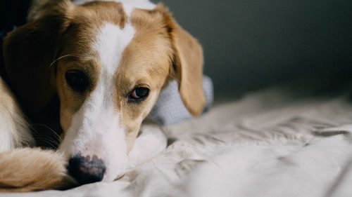 Close-up of dog relaxing on bed at home