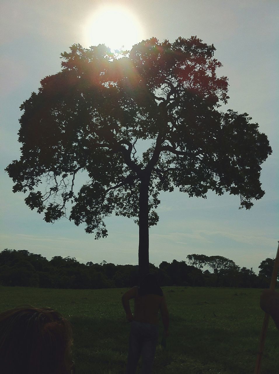 grass, sun, tree, field, sunlight, sky, sunbeam, tranquility, landscape, grassy, tranquil scene, lens flare, nature, beauty in nature, scenics, growth, sunset, silhouette, rural scene, outdoors