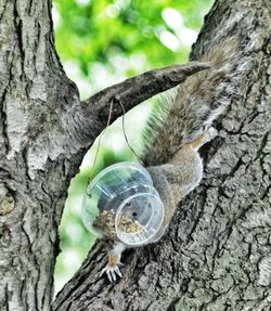 Close-up of tree trunk in forest