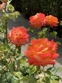 Close-up of red rose