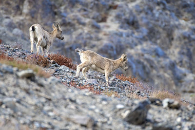 Ibex in mountains 