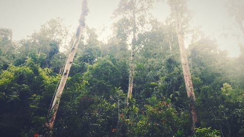 Trees in forest against sky