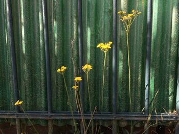 Close-up of yellow flowering plants