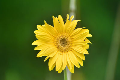 Close-up of yellow flower