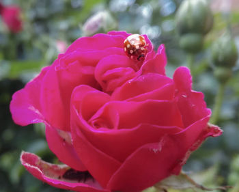 Close-up of insect on pink rose