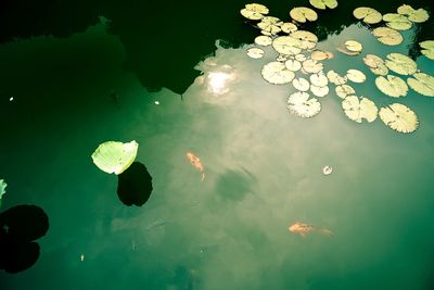 High angle view of duck swimming in pond