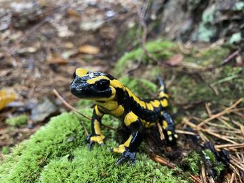 High angle view of salamanda