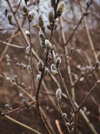 Close-up of flowering plant