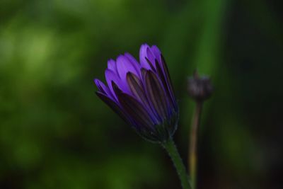 Close-up of purple crocus blooming outdoors