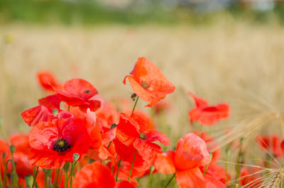 Close-up of red poppy flowers