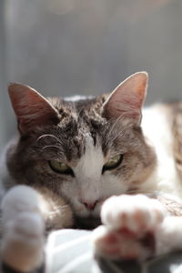 Close-up of cat resting