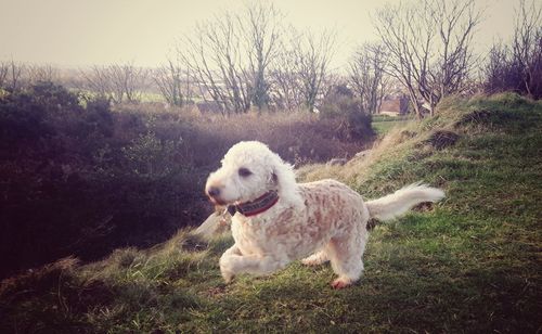 Dog on grass against sky