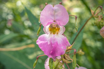 Close-up of pink flowering plant