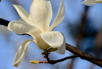 Close-up of white flowering plant