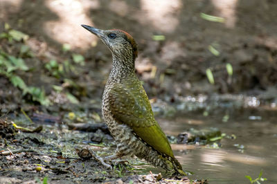 Close-up of a bird looking away