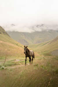 Horse in a valley