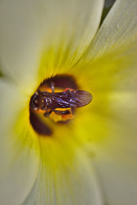 Close-up of insect on flower