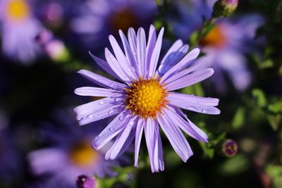 Close-up of purple flower