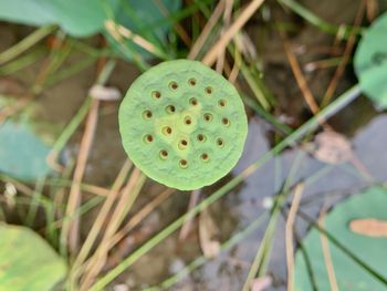 Close-up of lotus water lily in field