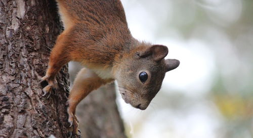 Close-up portrait of squirrel