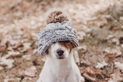 Close-up portrait of dog on field